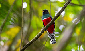 Collared Trogon