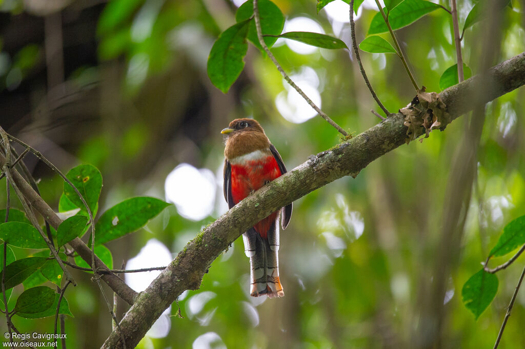 Collared Trogon female adult, close-up portrait