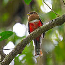 Trogon rosalba