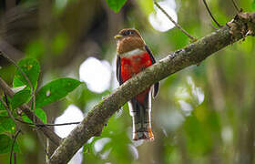 Collared Trogon