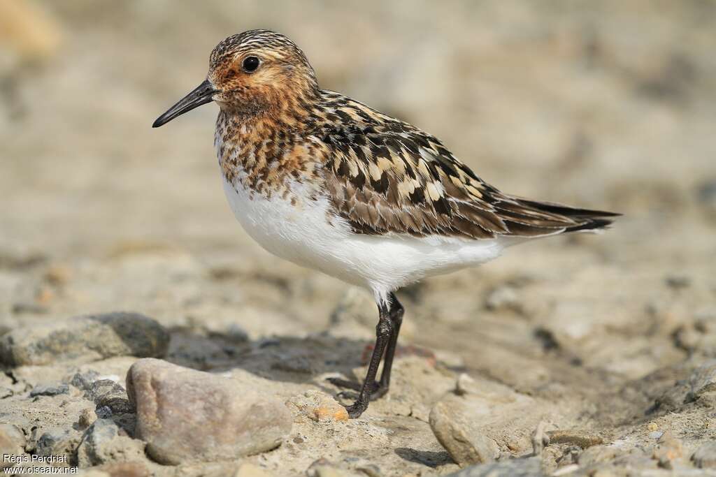 Bécasseau sanderlingadulte nuptial, identification