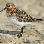 Bécasseau sanderling