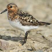 Sanderling