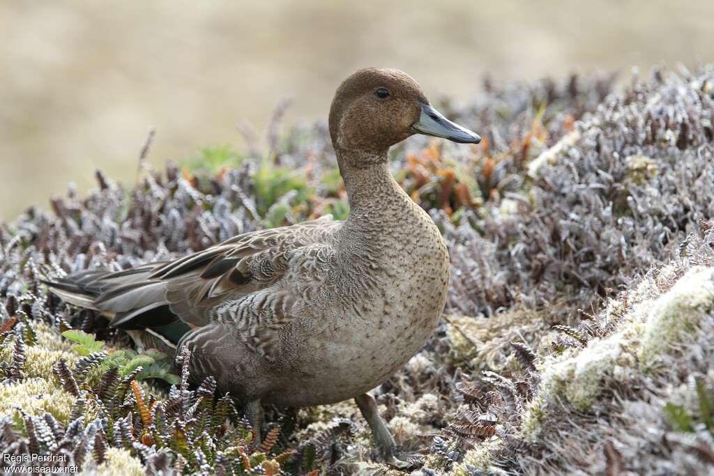 Eaton's Pintail male adult, identification