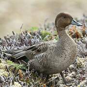 Eaton's Pintail