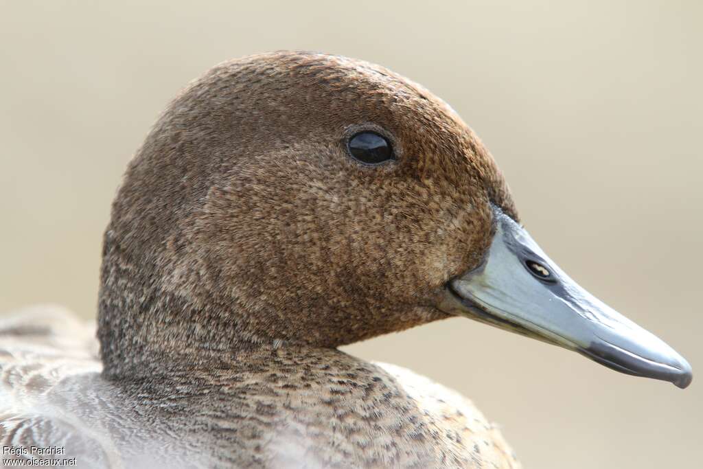 Eaton's Pintailadult, close-up portrait