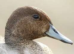 Eaton's Pintail