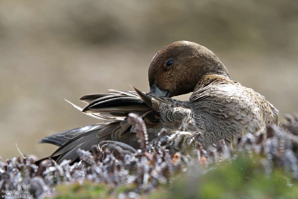 Canard d'Eatonadulte, soins, pigmentation, marche