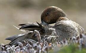 Eaton's Pintail