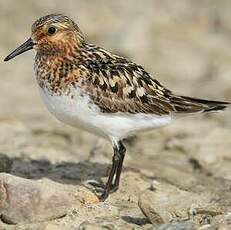 Bécasseau sanderling