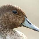 Canard d'Eaton