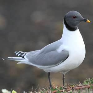 Mouette de Sabine