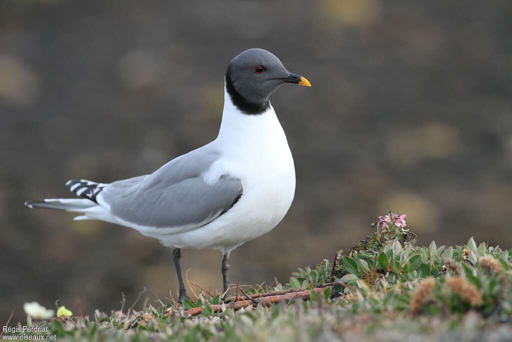 Mouette de Sabineadulte nuptial, identification