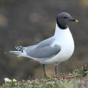 Mouette de Sabine