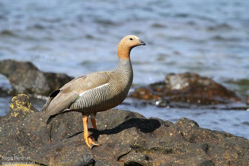 Ruddy-headed Gooseadult, identification