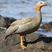 Ruddy-headed Goose