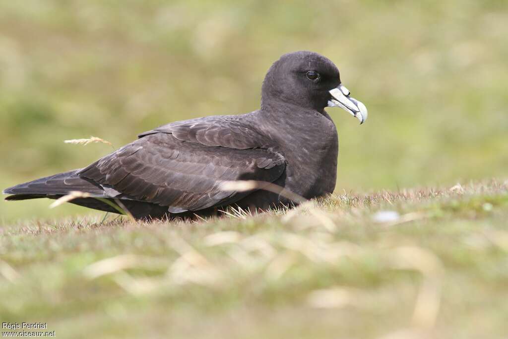 White-chinned Petreladult, identification