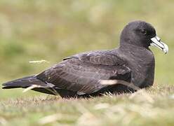 White-chinned Petrel