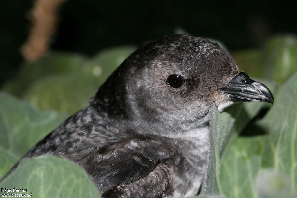 Common Diving Petreladult, close-up portrait