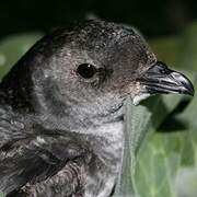 Common Diving Petrel