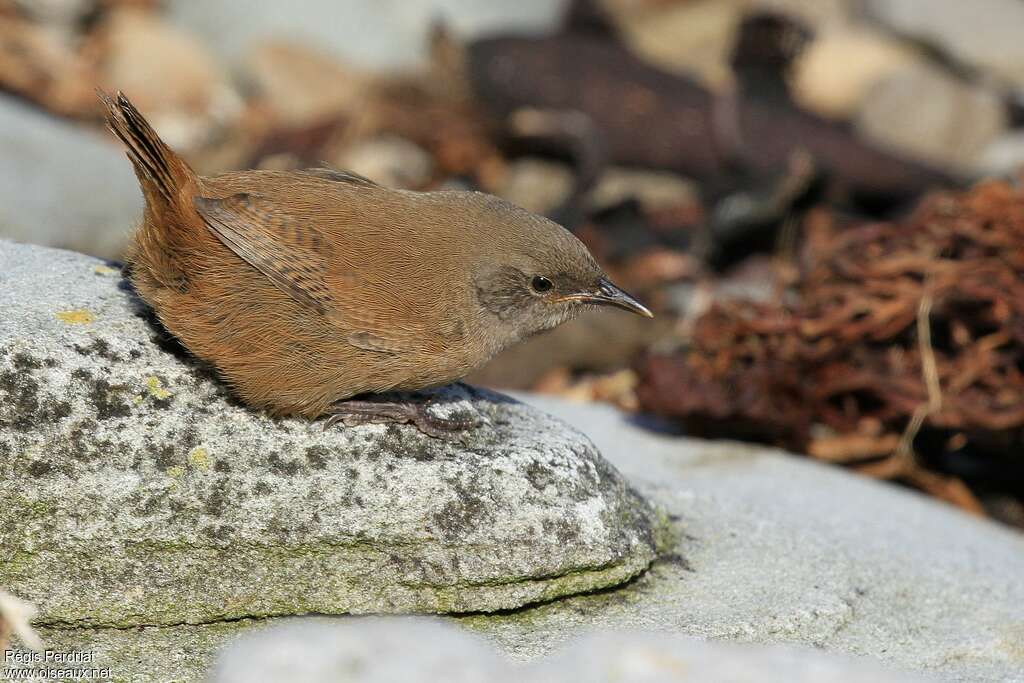 Cobb's Wren, identification