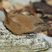 Cobb's Wren