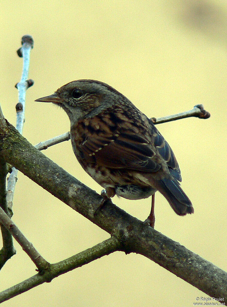 Accenteur mouchetadulte, identification