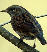 Dunnock