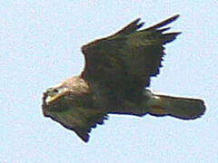 Golden Eagle