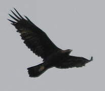 Golden Eagle