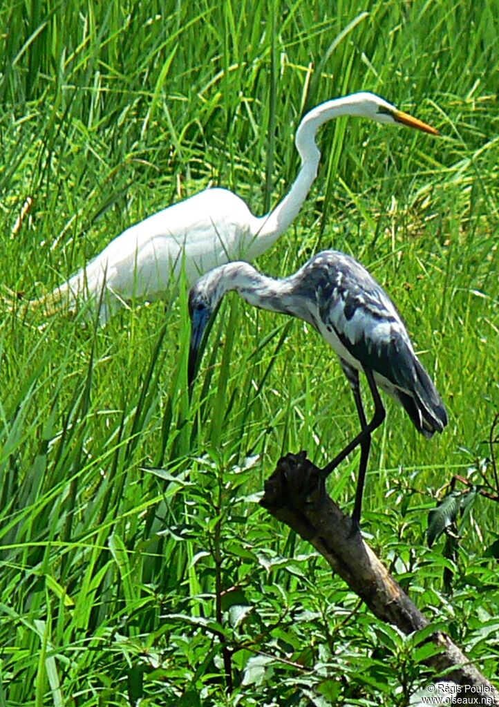 Aigrette bleueimmature, identification