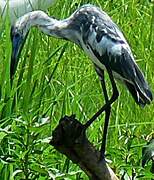 Little Blue Heron