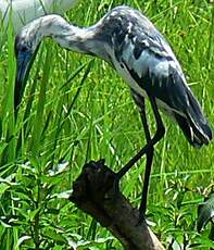 Aigrette bleue