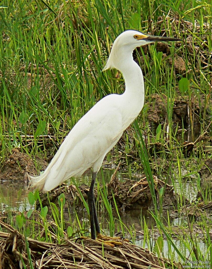 Little Egret, identification