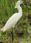 Little Egret