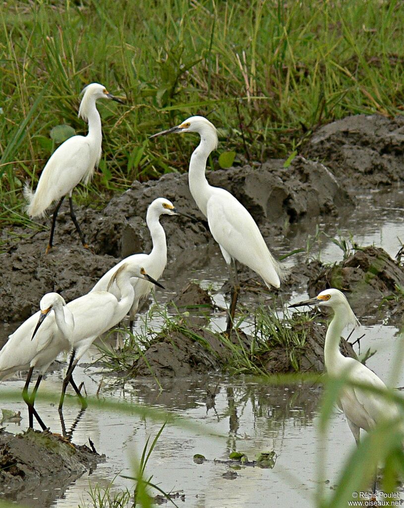 Little Egret, identification, Behaviour