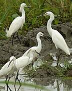 Little Egret