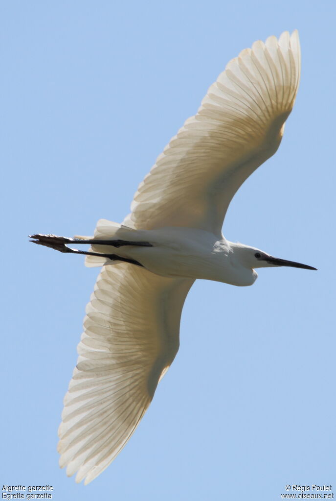 Little Egret, Flight