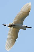 Little Egret