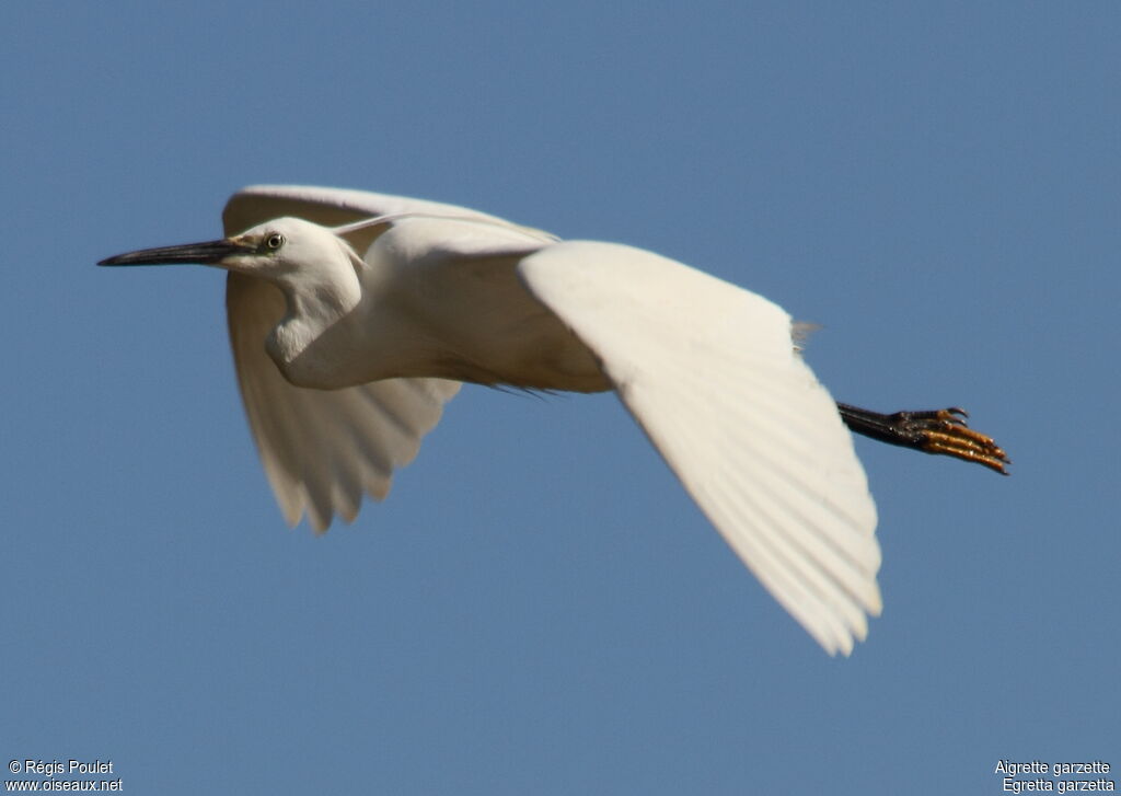 Little Egret, Flight