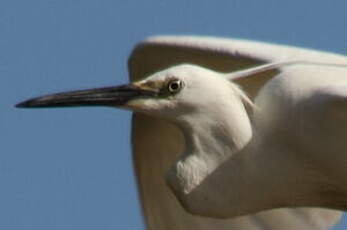 Aigrette garzette