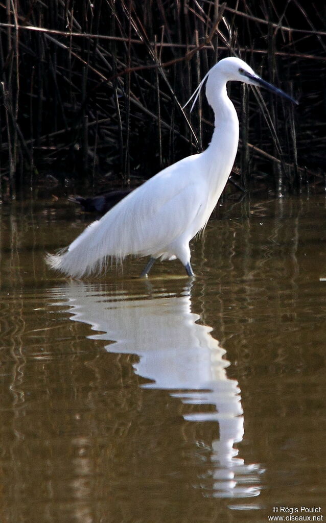 Little Egret