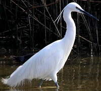 Aigrette garzette