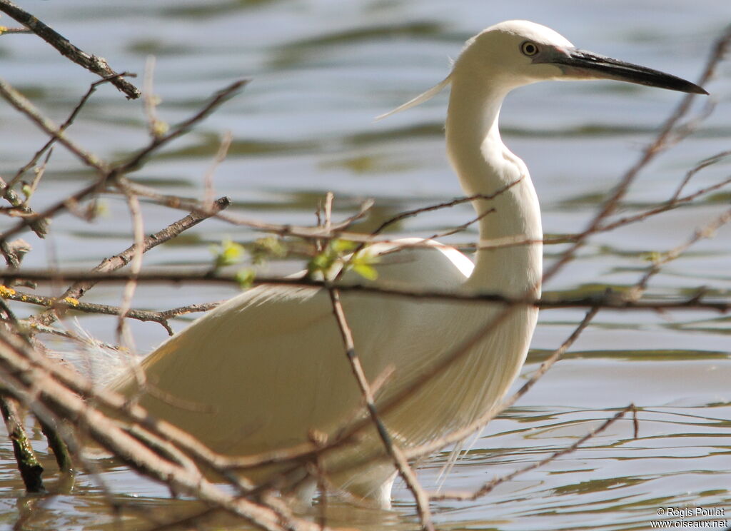 Little Egret, identification