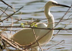 Little Egret