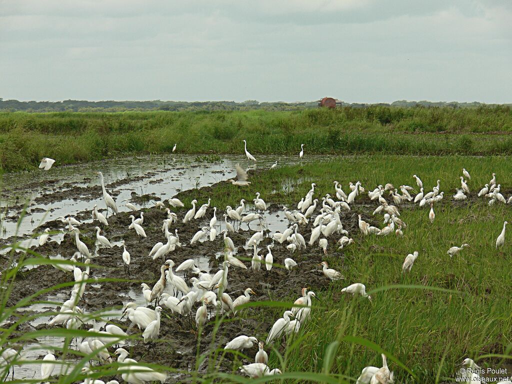 Aigrette neigeuse, Comportement