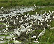 Snowy Egret