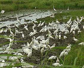 Aigrette neigeuse