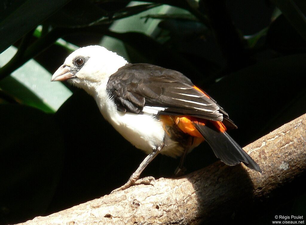 White-headed Buffalo Weaver, identification