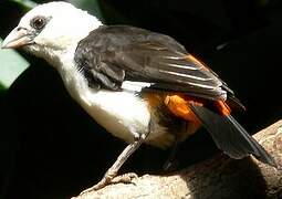 White-headed Buffalo Weaver